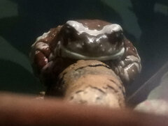 Trachycephalus resinifictrix