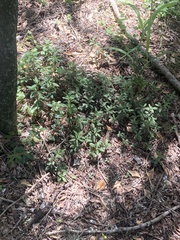 Peperomia comarapana