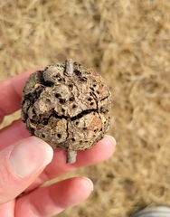 Callirhytis quercuspunctata