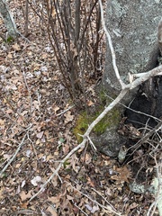 Herzogiella striatella