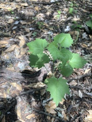 Pseudabutilon virgatum