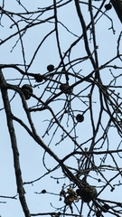 Callirhytis quercuspunctata