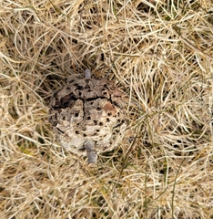 Callirhytis quercuspunctata