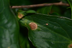 Puccinia sessilis