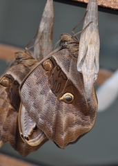 Eryphanis lycomedon