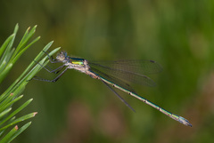 Lestes sponsa