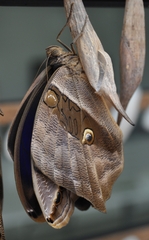 Eryphanis lycomedon