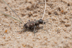 Cicindela hybrida