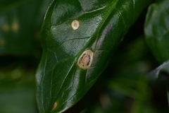 Puccinia sessilis