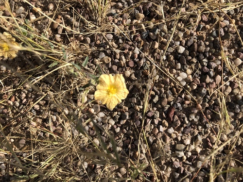 Sida abutilifolia, photograph 6