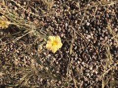 Sida abutilifolia, photograph CK2AZ, CC BY, iNaturalist via GBIF