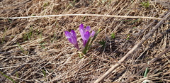 Crocus vernus
