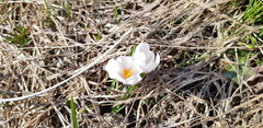 Crocus vernus