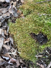 Herzogiella striatella