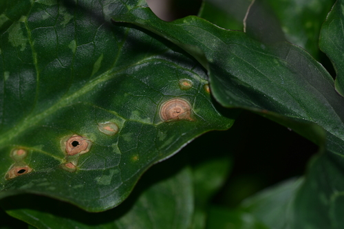 Spermosporina aricola