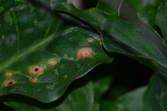 Puccinia sessilis