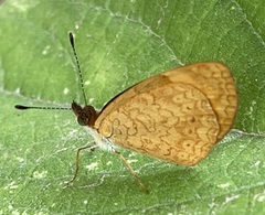 Tegosa anieta