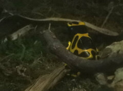 Dendrobates leucomelas