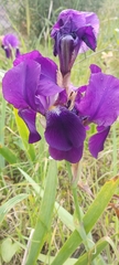 Iris lutescens
