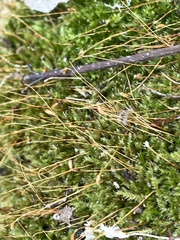 Herzogiella striatella