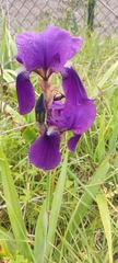 Iris lutescens