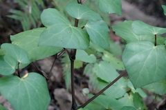 Piper excelsum excelsum