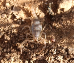 Paravaejovis spinigerus