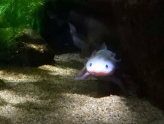Ambystoma mexicanum