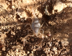 Paravaejovis spinigerus