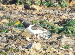 Haematopus ostralegus