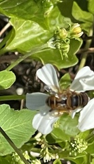 Palpada vinetorum