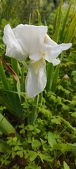 Iris albicans