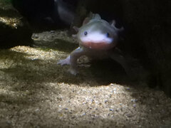 Ambystoma mexicanum