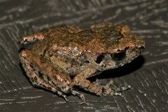 Arthroleptis poecilonotus