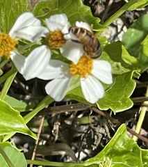 Palpada vinetorum