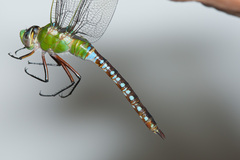 Anax concolor