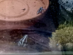 Epipedobates tricolor