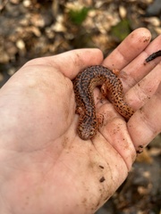 Pseudotriton ruber ruber