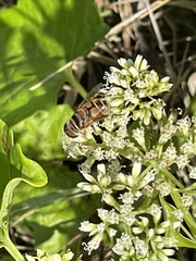 Palpada vinetorum