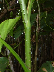 Montrichardia arborescens