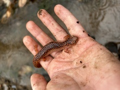 Pseudotriton ruber ruber