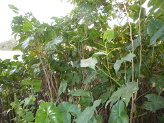 Montrichardia arborescens