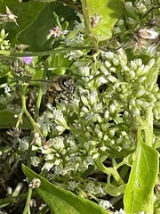 Palpada vinetorum