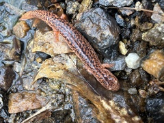 Pseudotriton ruber ruber