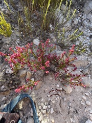 Erica rhopalantha