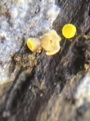 Dacrymyces capitatus