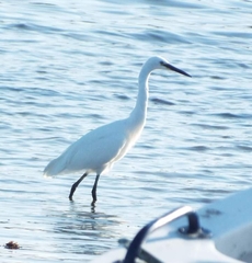 Egretta garzetta