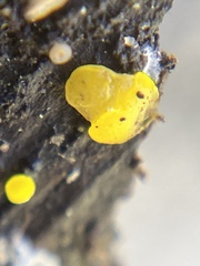 Dacrymyces capitatus