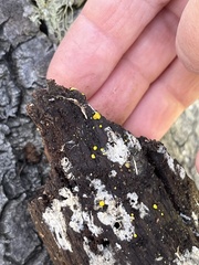 Dacrymyces capitatus