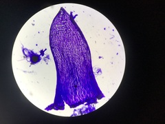 Sphagnum flavicomans